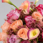 Blush Olympus