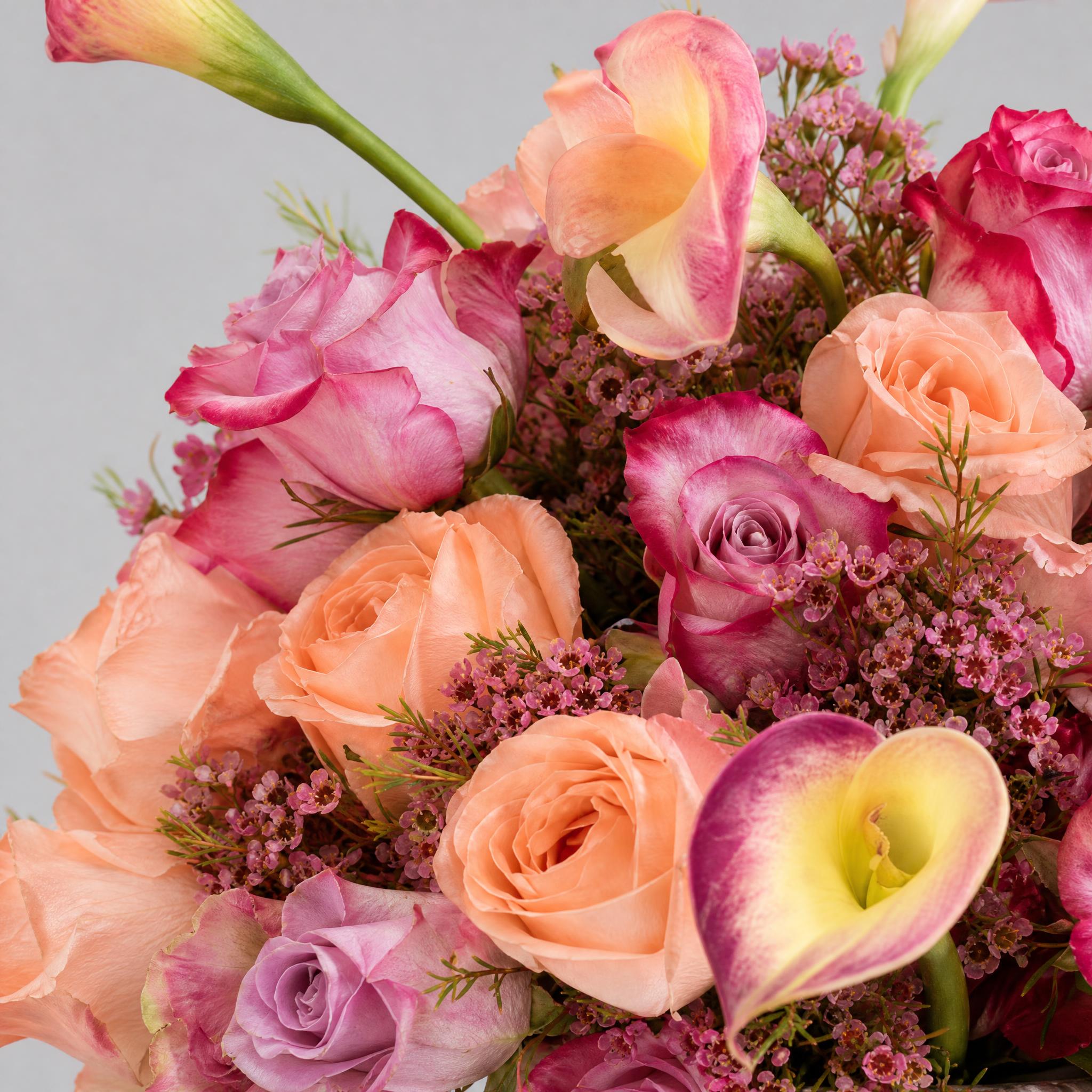 Blush Olympus
